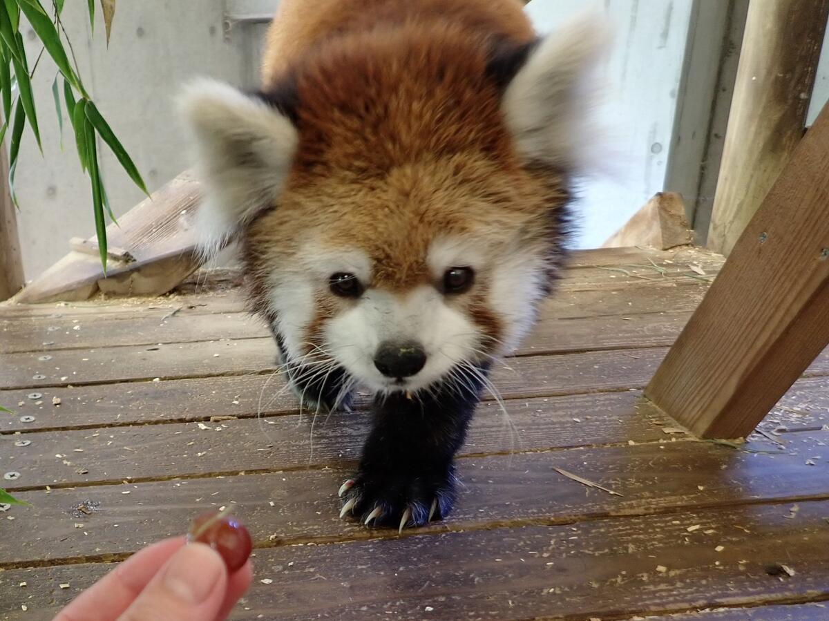 獣医だより-96-爪切り｜獣医さんのお仕事｜公園だより｜到津の森公園