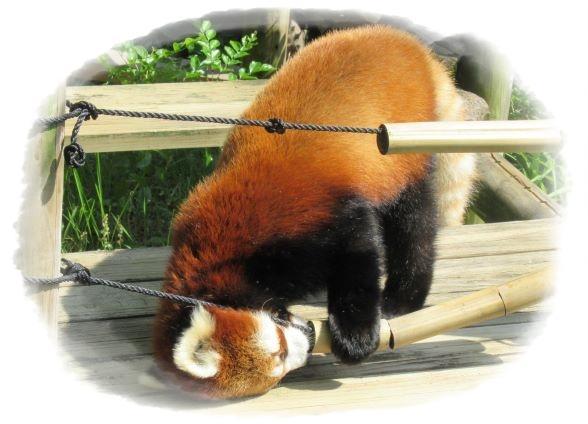 20210620_動物の幸せを考える_レッサーパンダ編_2.jpg