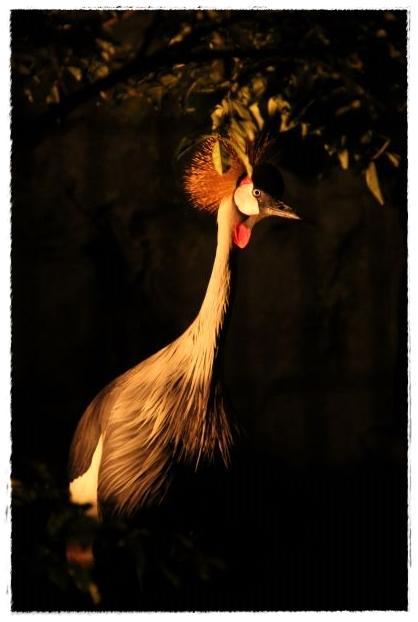 Itozu Yoru Zoo 夜の動物園 イベント情報 到津の森公園