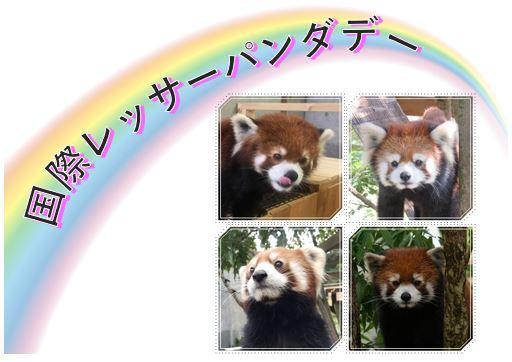 開催日決定 国際レッサーパンダデー 10月10日 イベント情報 到津の森公園 開催日決定 国際レッサーパンダデー 10月10日 イベント情報 到津の森公園