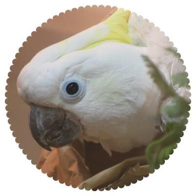 20250615_オウムインコデー_2.jpg