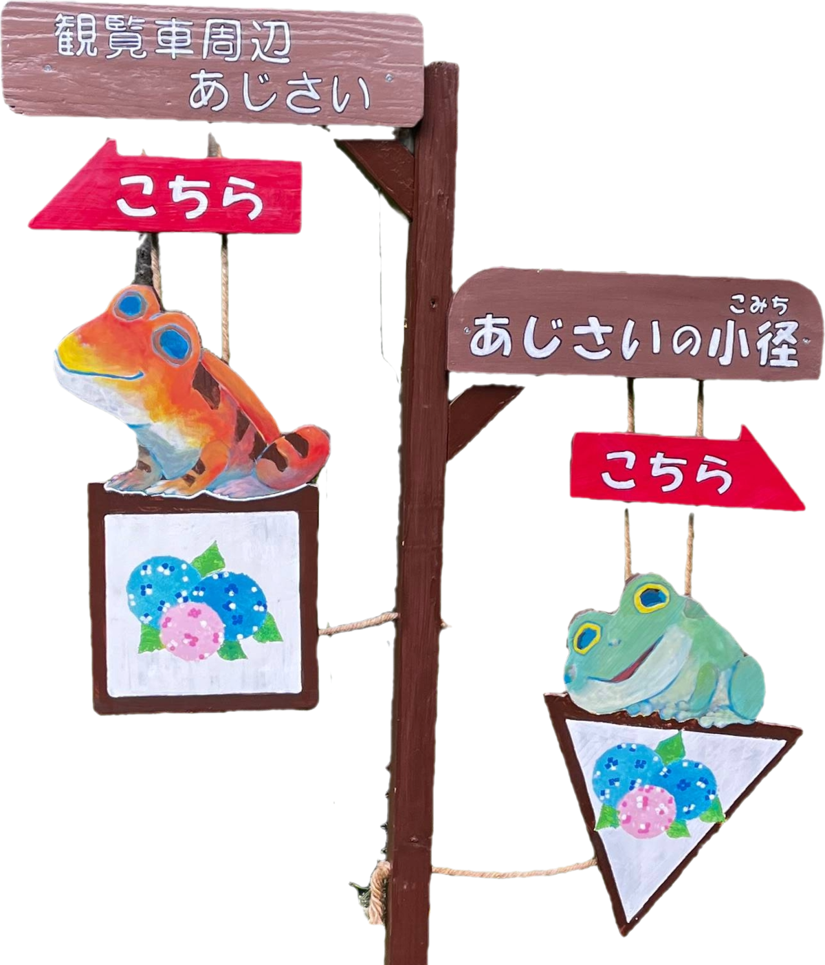 20260603_あじさい紹介_1.png