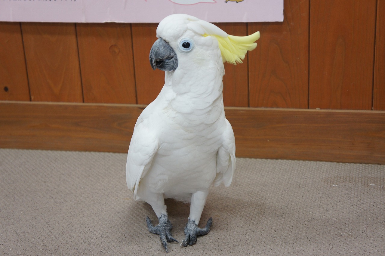 キバタン 到津の動物たち 到津の森公園