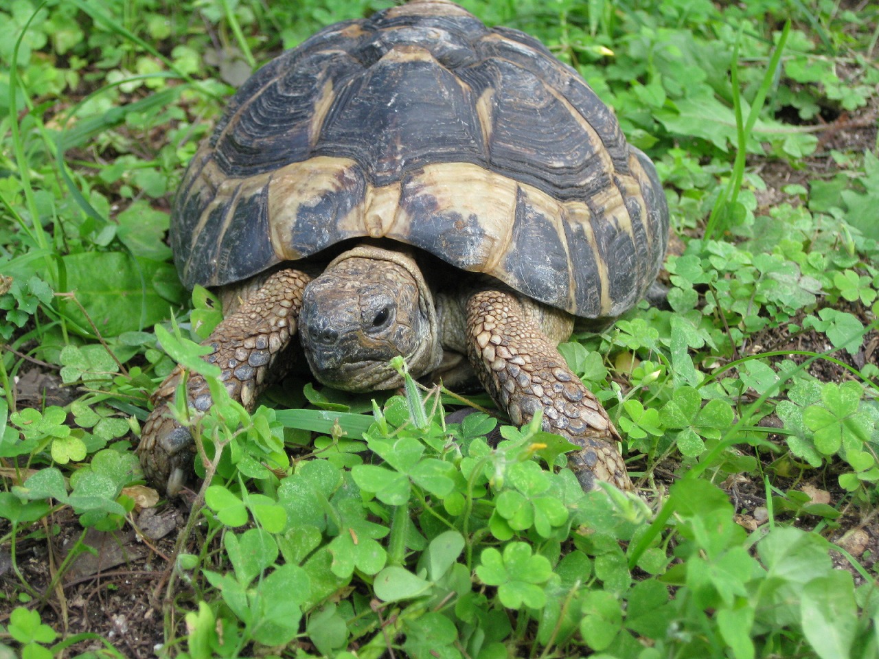 ヘルマンリクガメ 到津の動物たち 到津の森公園