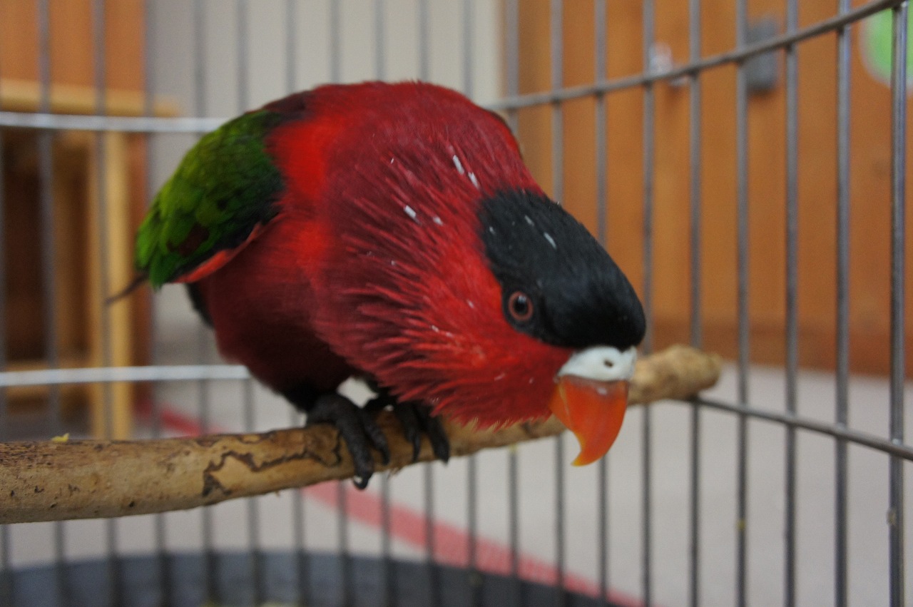 オトメズグロインコ 到津の動物たち 到津の森公園