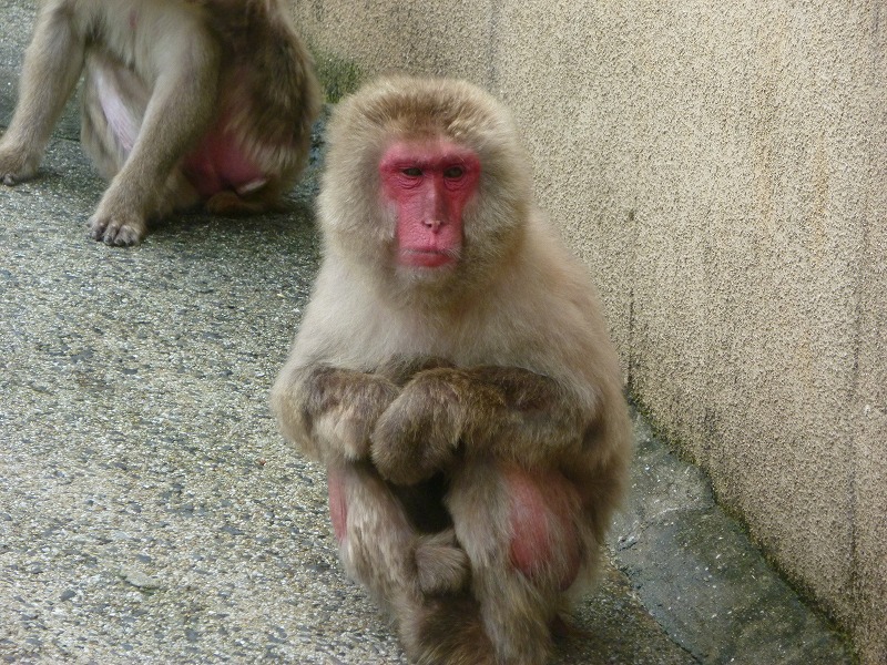 ニホンザル 到津の動物たち 到津の森公園