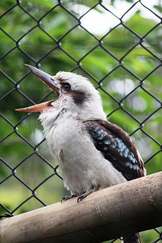 ワライカワセミ 到津の動物たち 到津の森公園