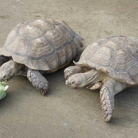 ケヅメリクガメ