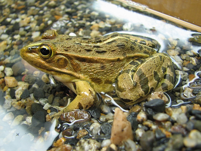 トノサマガエル 到津の動物たち 到津の森公園