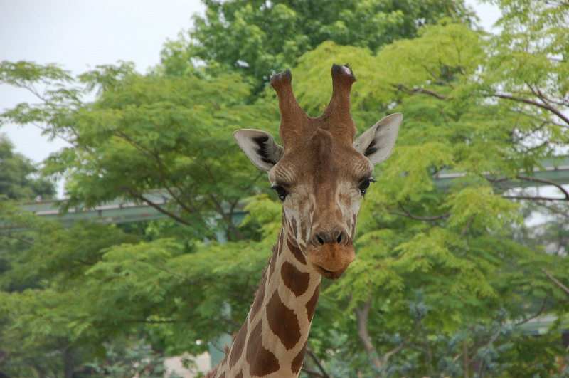 アミメキリン 到津の動物たち 到津の森公園