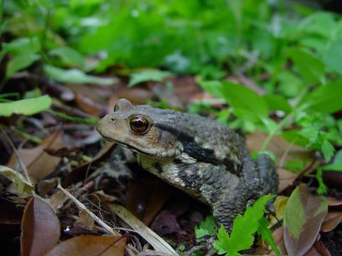 ニホンヒキガエル