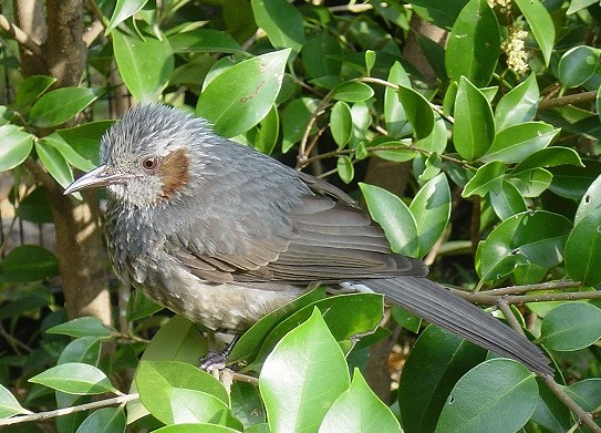 ヒヨドリ 到津の動物たち 到津の森公園