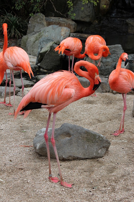 ベニイロフラミンゴ 到津の動物たち 到津の森公園