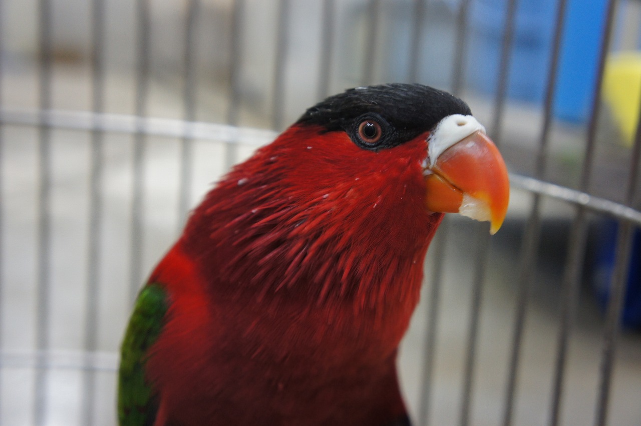 オトメズグロインコ 到津の動物たち 到津の森公園