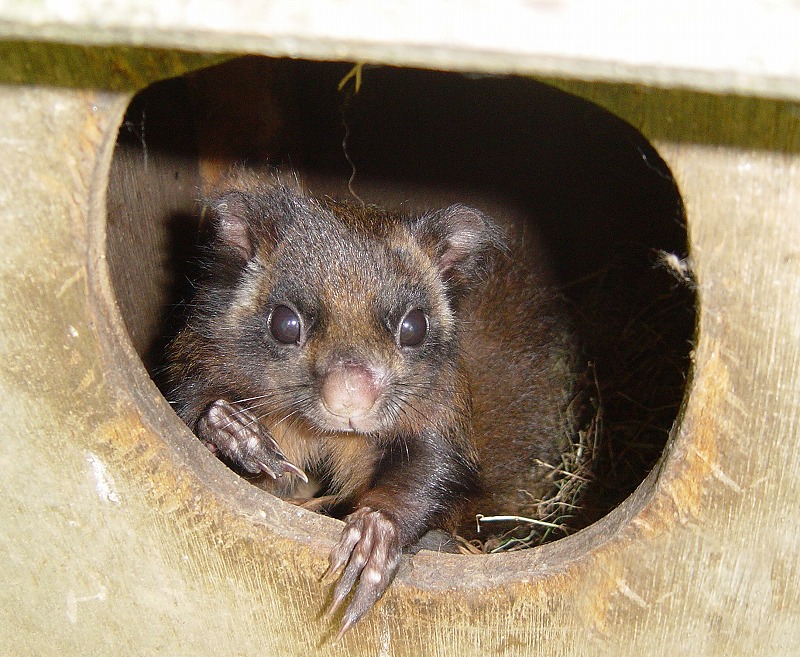 ムササビ 到津の動物たち 到津の森公園