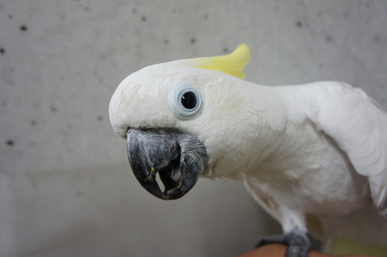 キバタン 到津の動物たち 到津の森公園