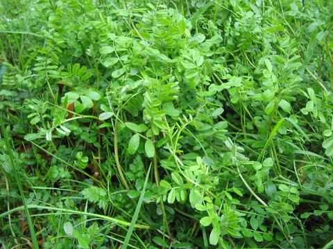 野草