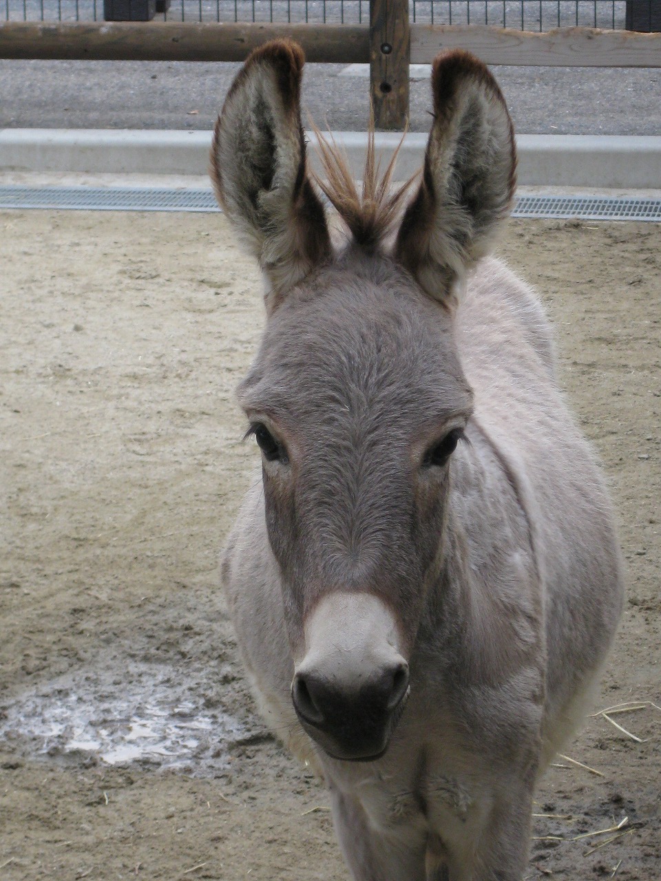 ロバ 到津の動物たち 到津の森公園