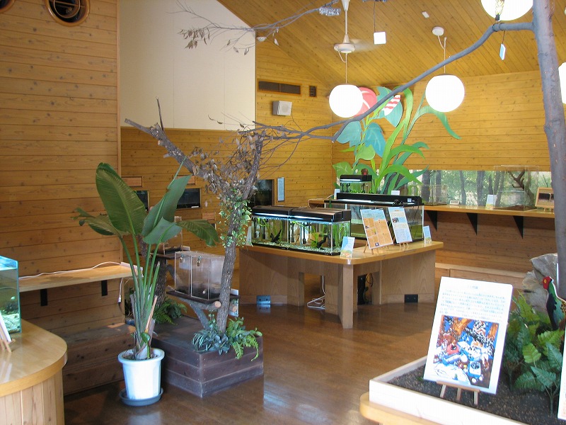 ニホンヒキガエル｜到津の動物たち｜到津の森公園