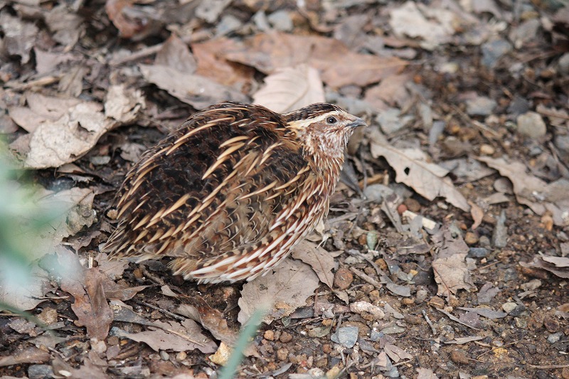 二六平棗 すすきにうずら 瑞々 楕円鉢9寸 うす飴 | 食器と料理道具の専門店「プロキッチン」