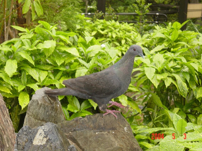 PIGEON&PEACE / はと森ハト モリバト（森鳩） | スコットランドの自然