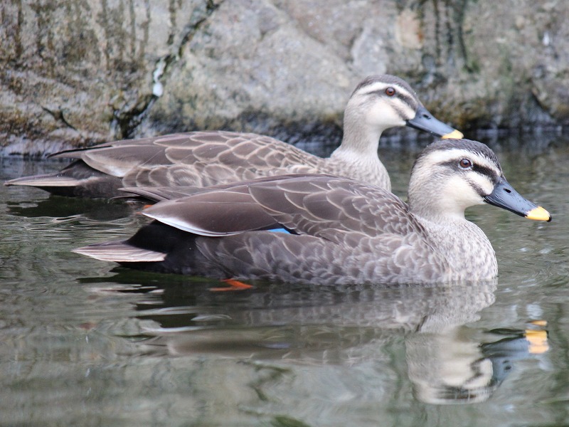 カルガモ｜到津の動物たち｜到津の森公園