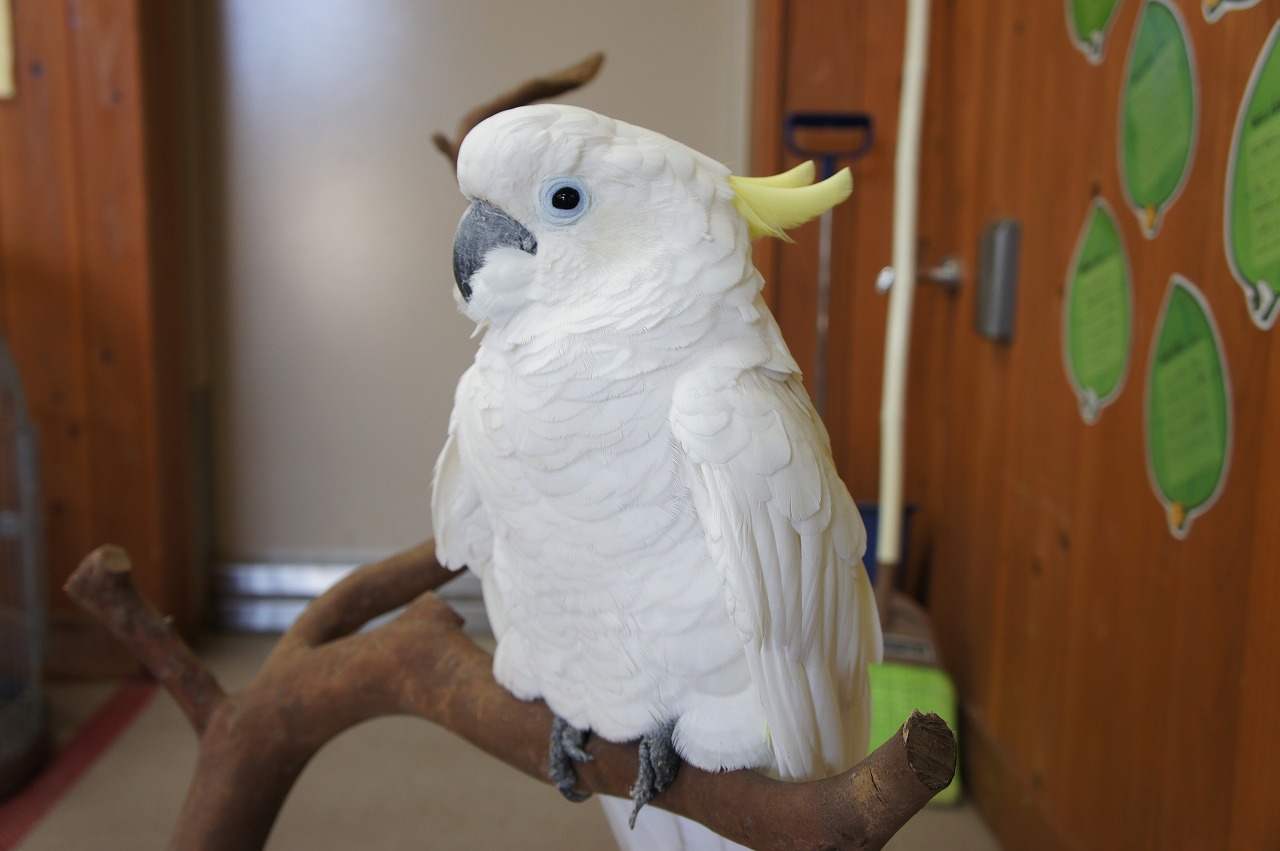キバタン｜到津の動物たち｜到津の森公園