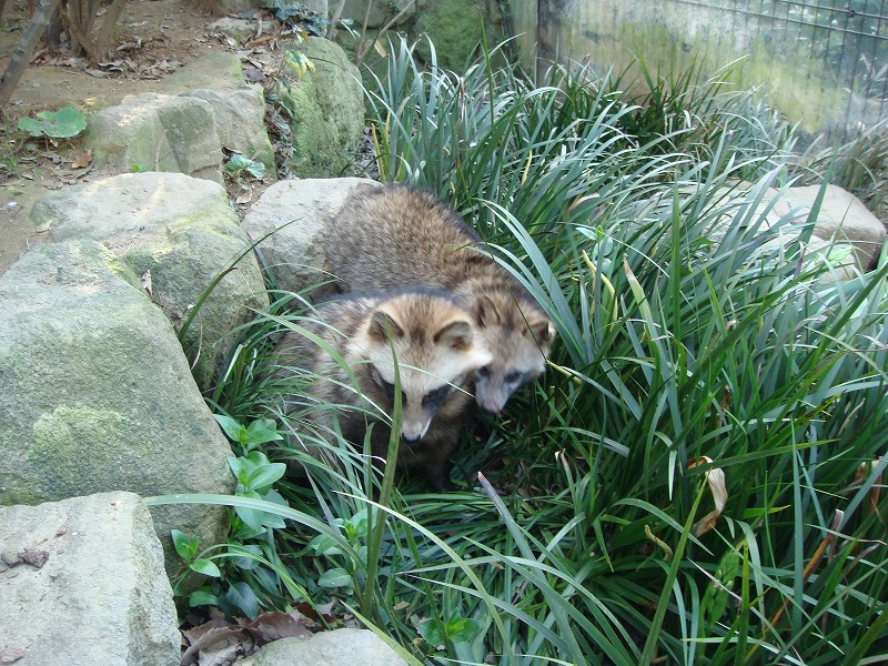 ホンドタヌキ｜到津の動物たち｜到津の森公園