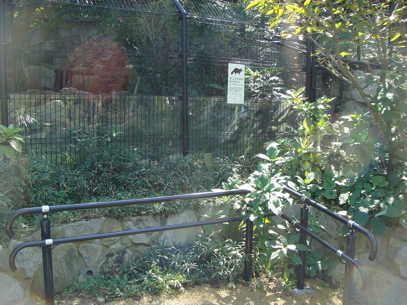 ホンドタヌキ｜到津の動物たち｜到津の森公園