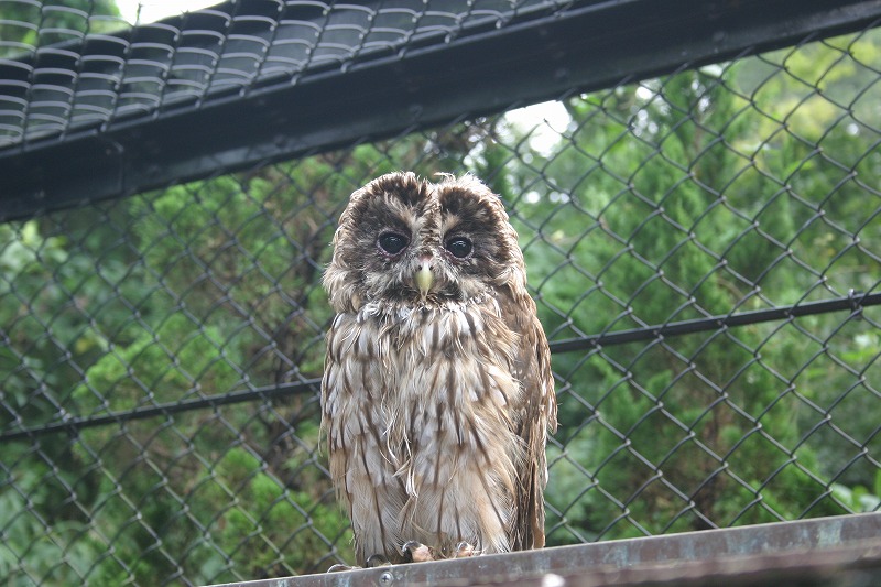 フクロウ ホンドフクロウ｜到津の動物たち｜到津の森公園