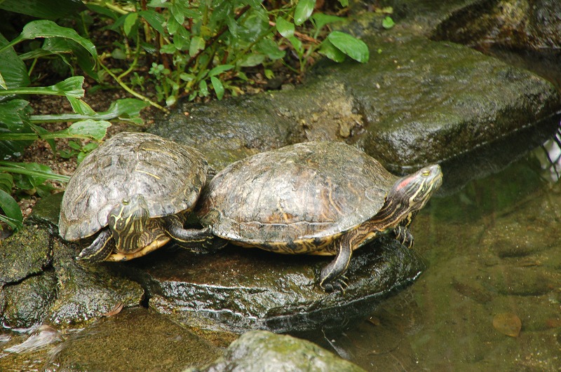 ミシシッピアカミミガメ|到津の動物たち|到津の森公園 ミシシッピアカミミガメ|到津の動物たち|到津の森公園