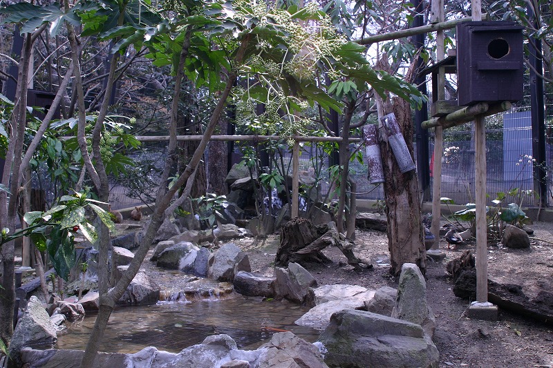 ムササビ｜到津の動物たち｜到津の森公園