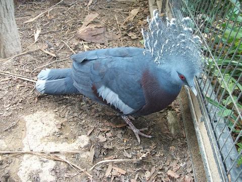 ショウ