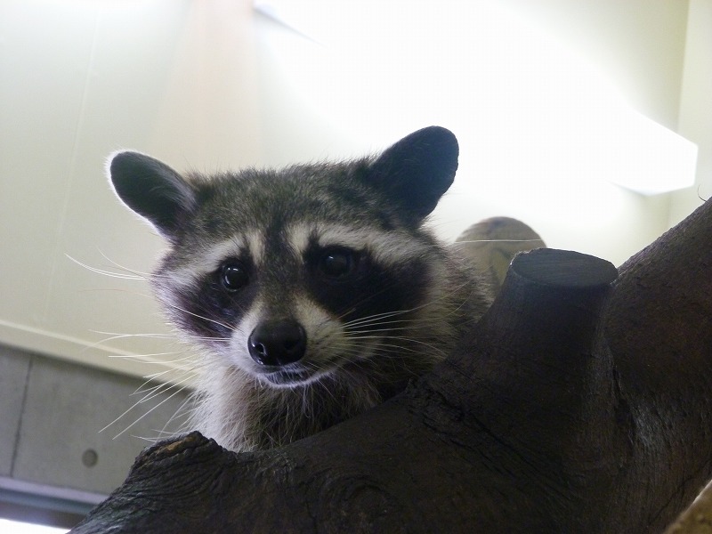 アライグマ 到津の動物たち 到津の森公園