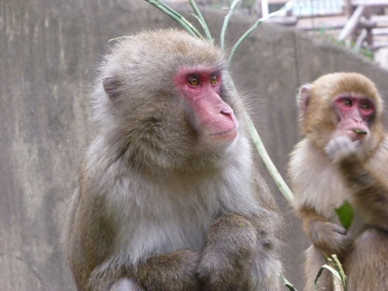 ニホンザル 到津の動物たち 到津の森公園 ニホンザル 到津の動物たち 到津の森公園