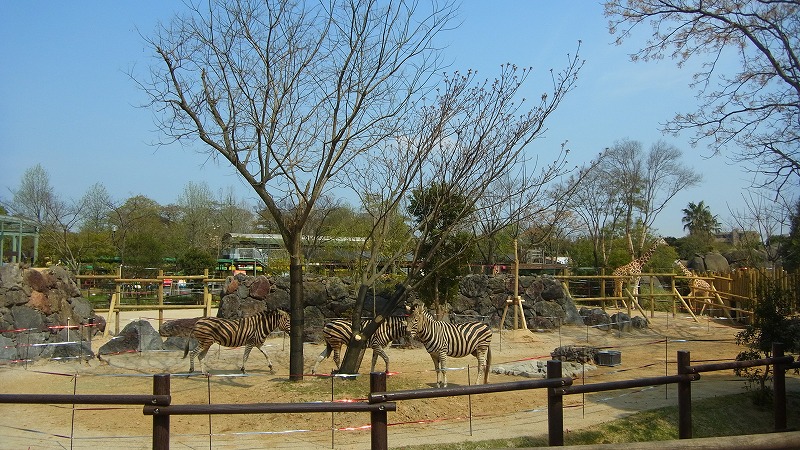 チャップマンシマウマ｜到津の動物たち｜到津の森公園