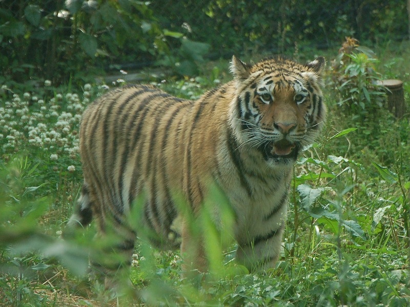 アムールトラ 到津の動物たち 到津の森公園