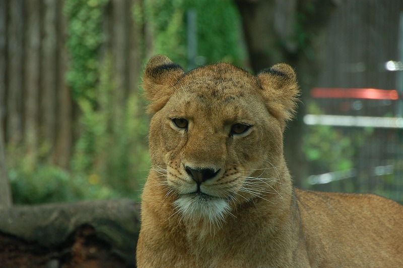 ライオン 到津の動物たち 到津の森公園