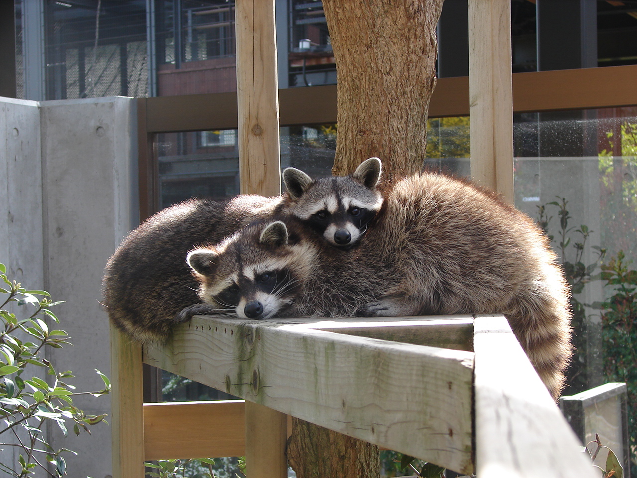 アライグマ 到津の動物たち 到津の森公園