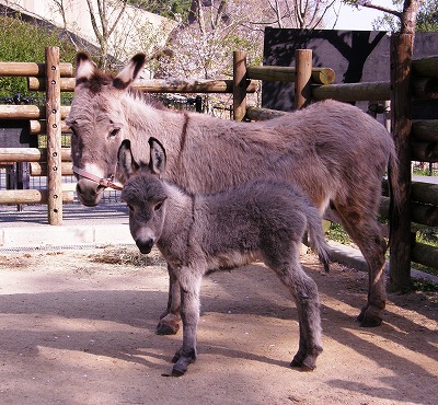 ロバ 到津の動物たち 到津の森公園