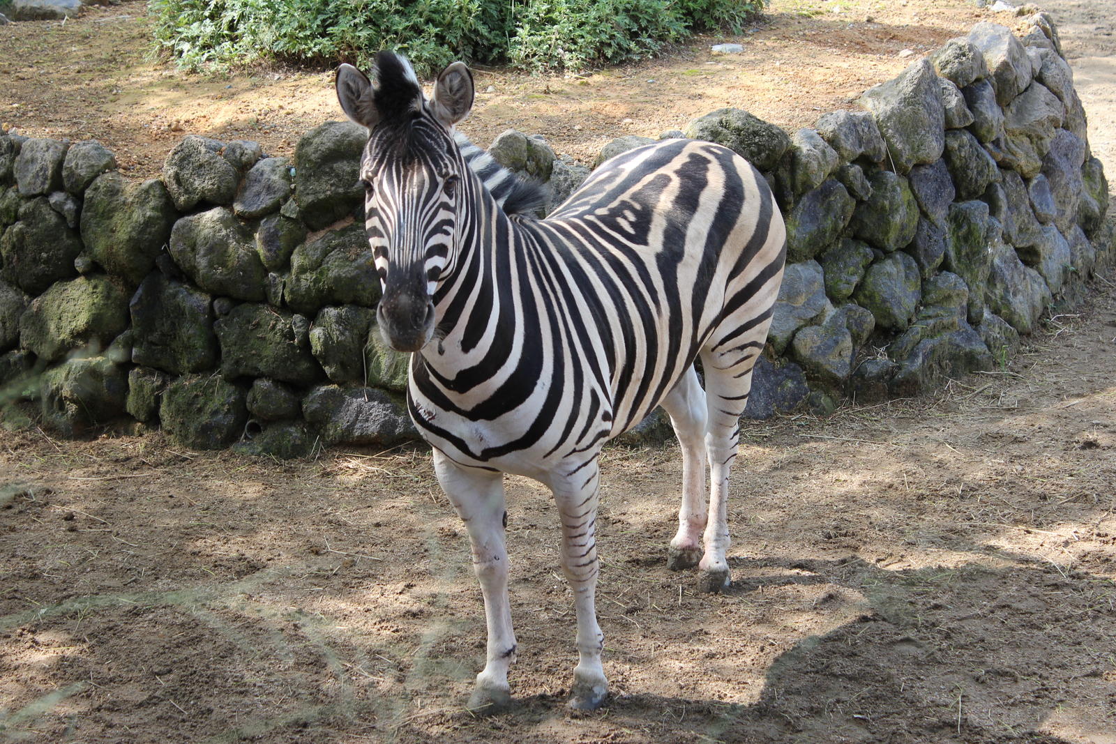 チャップマンシマウマ 到津の動物たち 到津の森公園