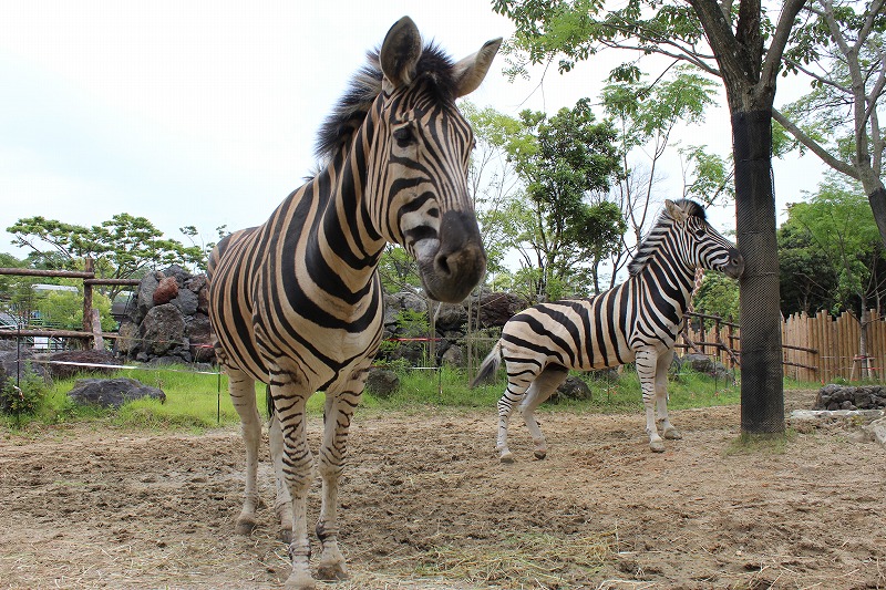 チャップマンシマウマ 到津の動物たち 到津の森公園