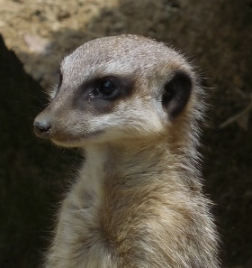 ミーアキャット 到津の動物たち 到津の森公園