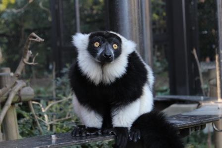 クロシロエリマキキツネザル｜到津の動物たち｜到津の森公園