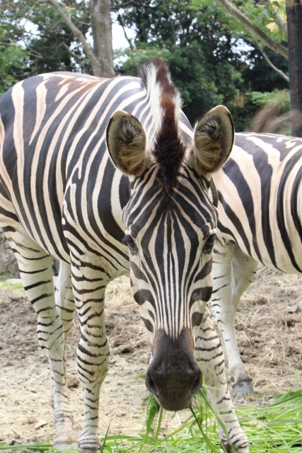 チャップマンシマウマ 到津の動物たち 到津の森公園