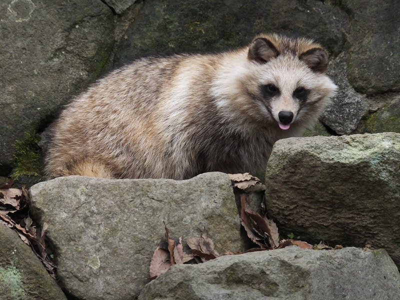 ホンドタヌキ｜到津の動物たち｜到津の森公園