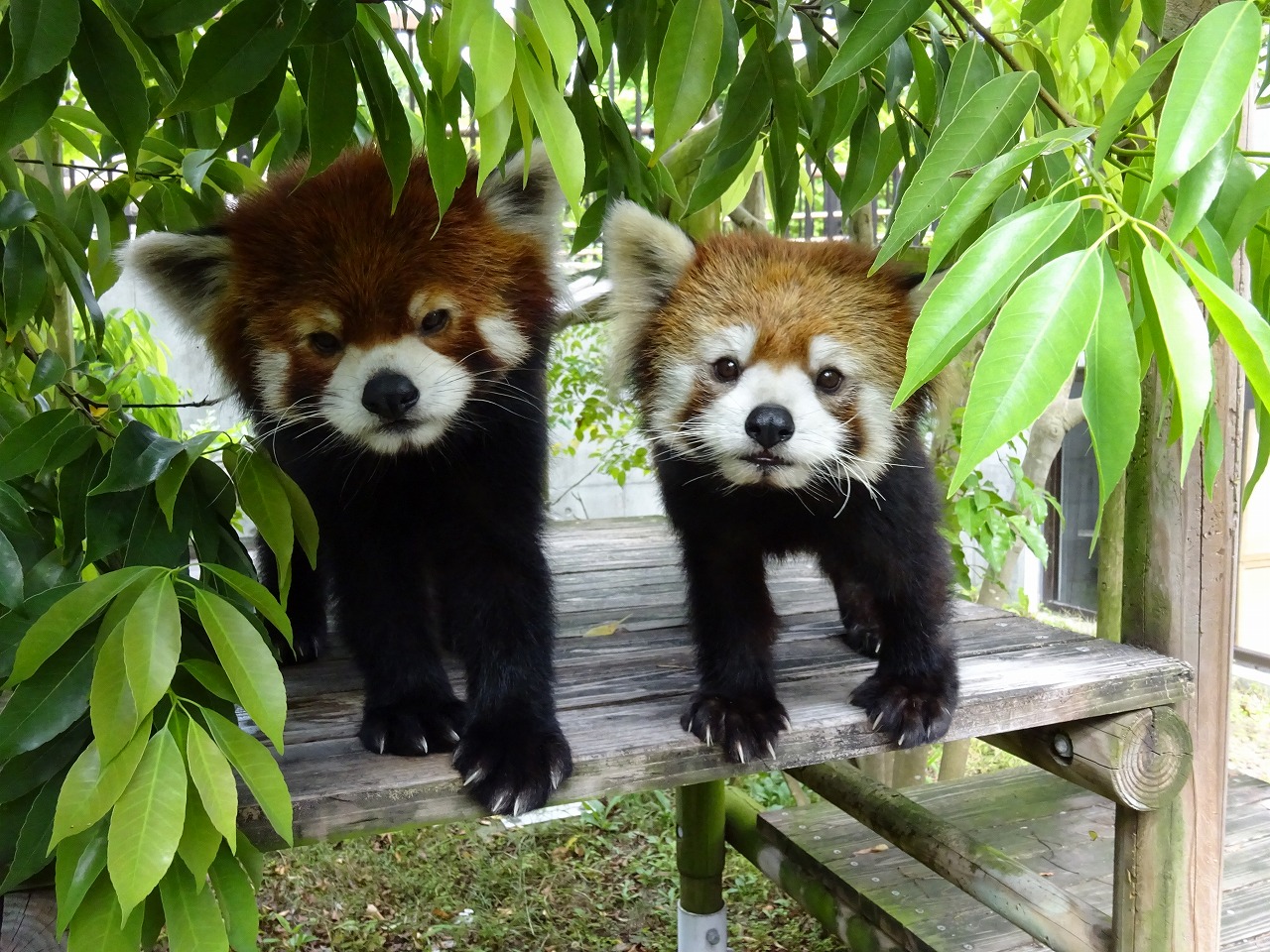 レッサーパンダ 到津の動物たち 到津の森公園