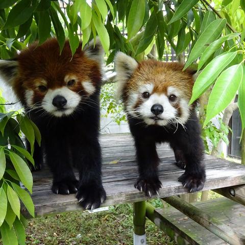 到津の動物たち｜到津の森公園