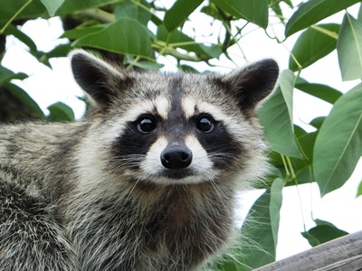 アライグマ 到津の動物たち 到津の森公園