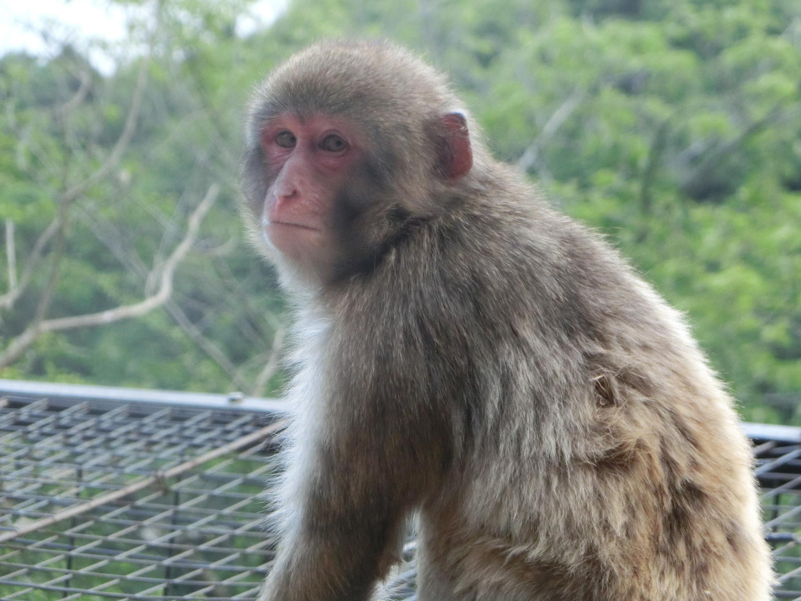 ニホンザル 到津の動物たち 到津の森公園